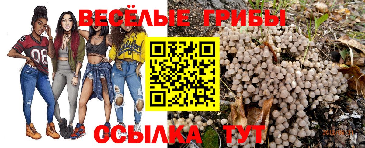 Псилоцибиновые грибы Psilocybe Кемерово